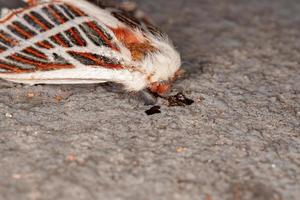 mariposa vermelha morta foto