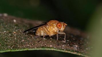mosca lauxaniida adulta