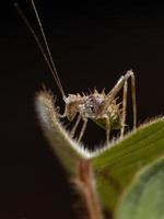 folha ninfa katydid foto