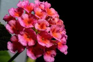 flor de lantana comum