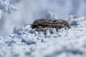 mariposa tufada brasileira foto