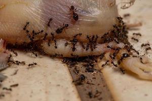 formigas atacando um pássaro morto