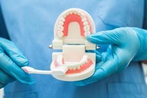 ásia dentista limpeza dentes do dental modelo com dente escova para paciente e estudando sobre odontologia. foto