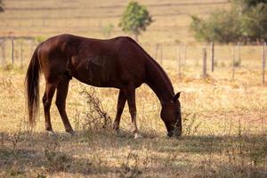 cavalo descansando em uma área de pasto foto