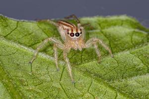 aranha saltadora fêmea adulta foto