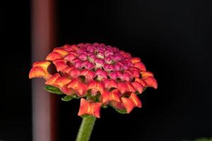 flor de lantana comum