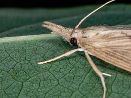 mariposa focinho crambídeo foto