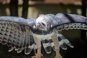 animal águia harpia foto