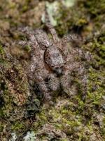 aranha saltadora macho adulto foto