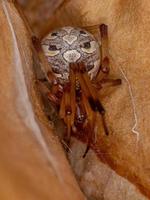 aranha viúva marrom fêmea adulta