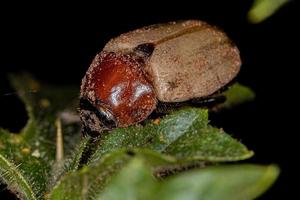 escaravelho marrom adulto foto