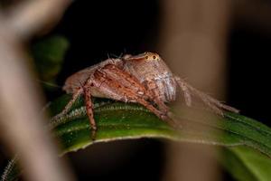 aranha lince fêmea adulta foto