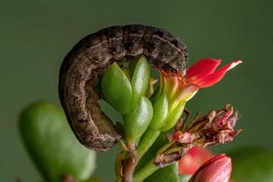 lagarta comendo uma flor vermelha foto