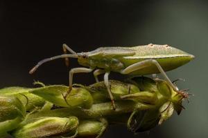 ninfa de inseto de patas foliares