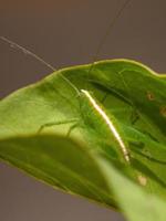 folha ninfa katydid foto