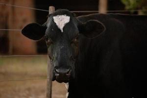 vaca adulta em uma fazenda foto