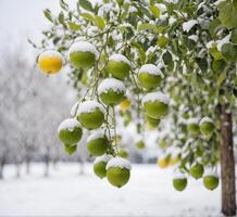 ai gerado limão árvores dentro a neve. a conceito do inverno, frio clima. foto