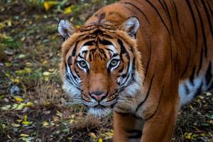 retrato do malayan tigre Panthera tigris Jacksoni foto