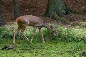 ovas veado dentro floresta, Capreolus capreolus. selvagem ovas veado dentro natureza. foto