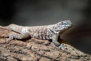 azul espinhoso lagartos em repouso em a filial, sceloporus cianogenia foto