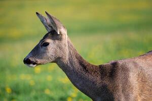 ovas cervo, Capreolus capreolus. selvagem ovas veado dentro natureza. foto