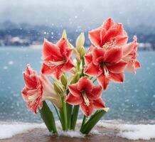 ai gerado amaryllis hippeastrum em neve fundo foto