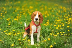 cachorro retrato costas aceso fundo. beagle com língua Fora dentro Relva durante pôr do sol dentro Campos interior. foto