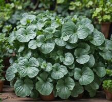 ai gerado verde folhas do centella asiática plantar dentro vaso de flores foto