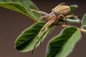 aranha neoscona grama foto