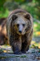 bebê filhote urso-pardo selvagem na floresta de outono. animal em habitat natural foto