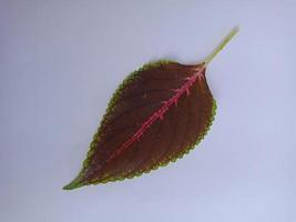 uma linda folha isolada no fundo branco foto