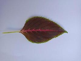 uma linda folha isolada no fundo branco foto