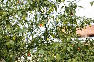 plantas de pimenta com frutas foto