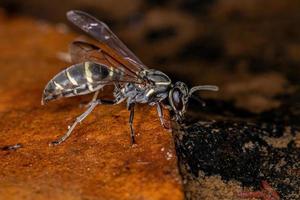 vespa mel adulta de cintura longa