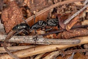 fêmea adulta formiga rainha de mandíbula foto