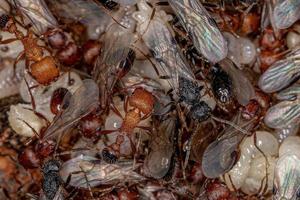 formigas colhedoras adultas foto