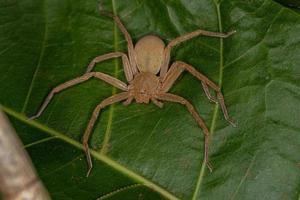 aranha caçadora amarela foto