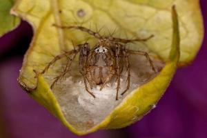 aranha lince listrada fêmea adulta foto