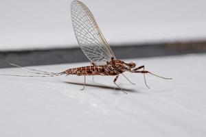 mayfly brasileira foto