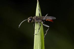 vespa masculina adulta de cintura fina