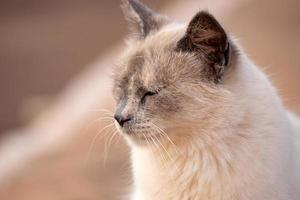 cara de gato doméstico foto