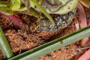 lagarta comendo uma planta comum beldroegas