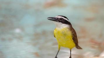 grande animal kiskadee foto