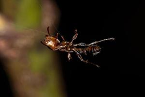 fêmea adulta de formiga galho