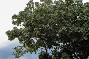 árvore de provisão brasileira