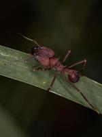 adulta acromyrmex formiga cortadeira foto