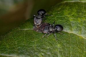 interação simbólica entre formigas tartaruga e insetos cochonilhas foto