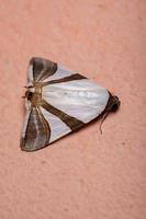 mariposa adulta underwing foto