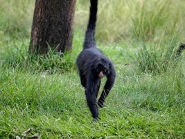 macaco-aranha preto de cara preta foto