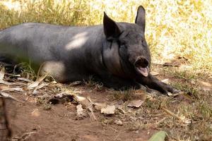 porco preto criado foto